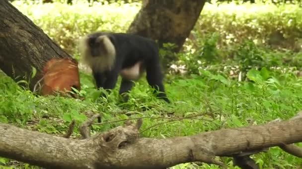 Retrato Primer Plano Mono Costa Rica Parque Nacional Manuel Antonio — Vídeo de stock