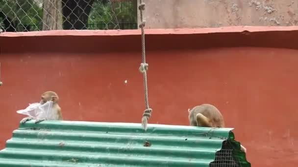 Πορτρέτο Και Κοντά Στο Monkey Στην Κόστα Ρίκα Manuel Antonio — Αρχείο Βίντεο