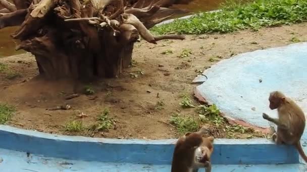 Retrato Primer Plano Mono Costa Rica Parque Nacional Manuel Antonio — Vídeo de stock
