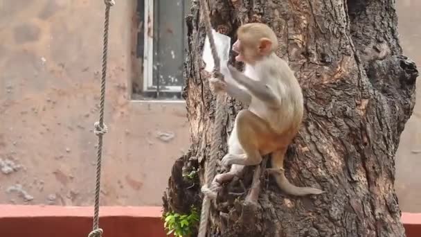 Kosta Rika Manuel Antonio Milli Parkı Nda Maymun Portresi Yetişkin — Stok video