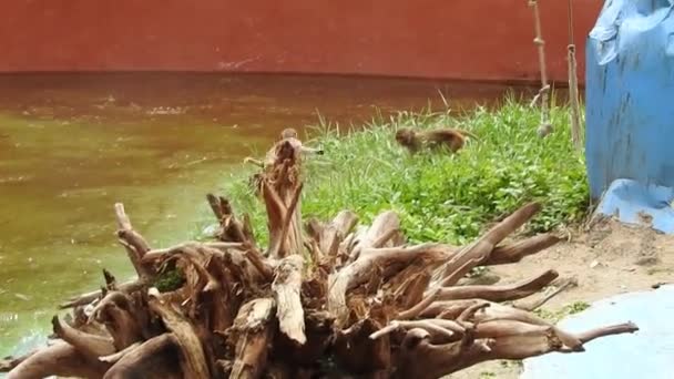 Portret Zbliżenie Monkey Kostaryce Park Narodowy Manuel Antonio Dorosłe Małpy — Wideo stockowe