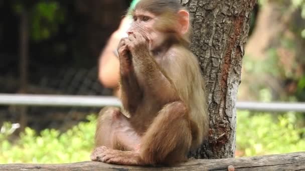 コスタリカのモンキー マヌエル アントニオ国立公園に近い肖像画 成虫は森の中でバナナの実を食べます サルの森 アマゾンでエクアドルのジャングルのリス猿を見てくださいかわいい猿は自然の森に住んでいます — ストック動画