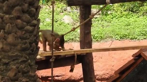 Macaco animal wildlife aranha selva zoo - Ícones Animals