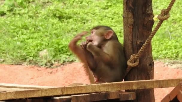 Портрет Близько Мавпи Коста Риці Національний Парк Мануеля Антоніо Дорослі — стокове відео