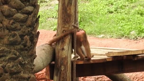 コスタリカのモンキー マヌエル アントニオ国立公園に近い肖像画 成虫は森の中でバナナの実を食べます サルの森 アマゾンでエクアドルのジャングルのリス猿を見てくださいかわいい猿は自然の森に住んでいます — ストック動画
