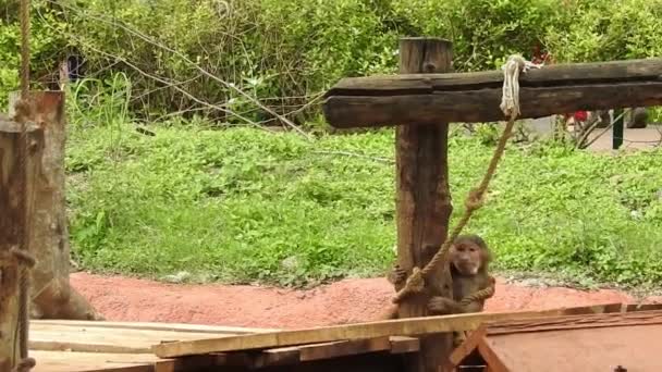 Портрет Близко Monkey Коста Рике Мануэль Антонио Национальный Парк Взрослые — стоковое видео