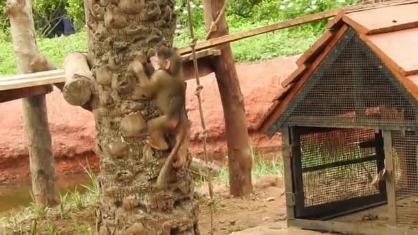 Мавпи Допитливі Лопбурі Самки Варварів Макаки Або Магота Які Тримають — стокове відео