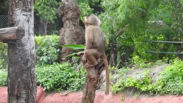 Baby Monkeys Curious Lopburi Female Barbary Macaque Magot Holding Her — Stock Video