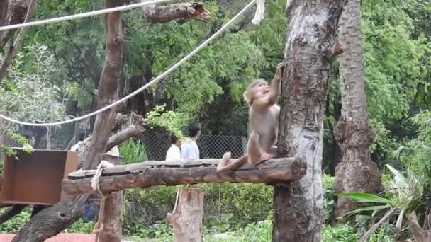 Affenbabys Sind Neugierig Lopburi Ein Berberaffenweibchen Oder Magot Hält Ihr — Stockvideo