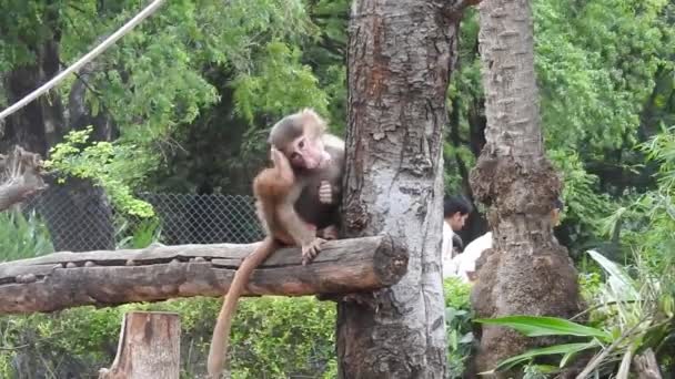 Małe Małpki Ciekawskie Lopburi Samica Makaki Barbarzyńskiej Lub Magot Trzymając — Wideo stockowe
