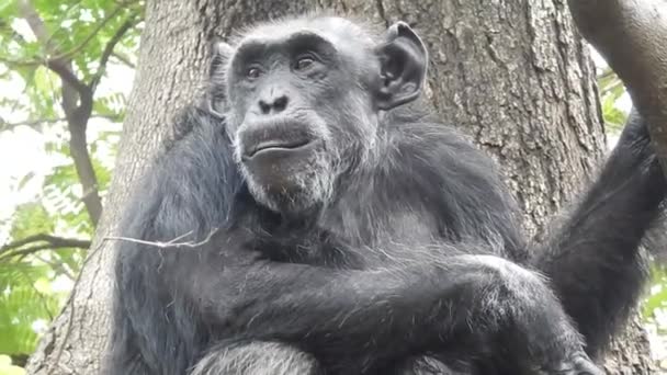Retrato Gorila Montanha Comendo Floresta Nacional Bwindi Uganda Gorilas Montanha — Vídeo de Stock