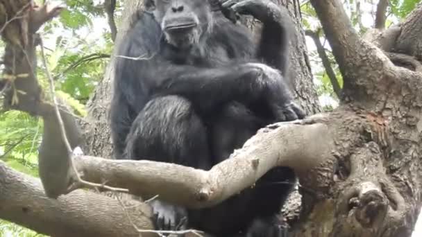 Portret Van Een Berggorilla Die Eet Bwindi National Forest Uganda — Stockvideo