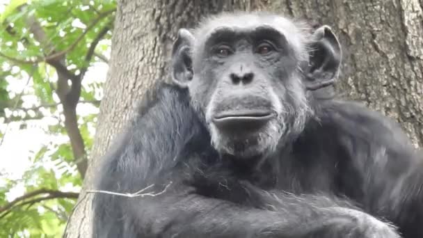 Portrait Gorille Montagne Mangeant Dans Forêt Nationale Bwindi Ouganda Gorilles — Video