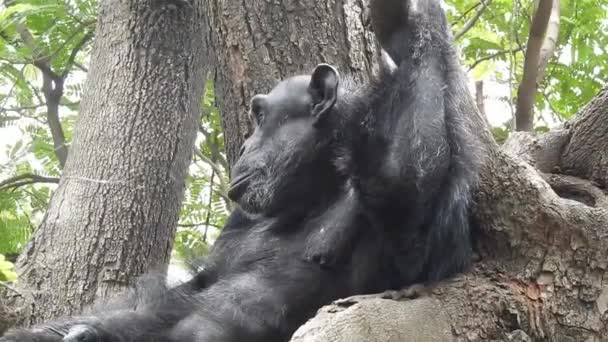 乌干达Bwindi国家森林里一只山地大猩猩吃东西的肖像 山地大猩猩 大猩猩大猩猩伯林盖 小山大猩猩和它们的家人一起吃树枝 大猩猩在吃大猩猩 — 图库视频影像
