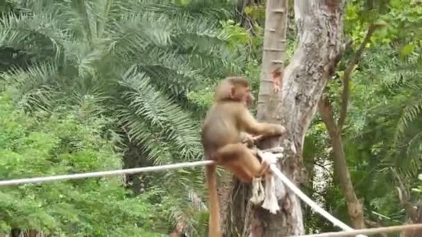 Małe Małpki Ciekawskie Lopburi Samica Makaki Barbarzyńskiej Lub Magot Trzymając — Wideo stockowe