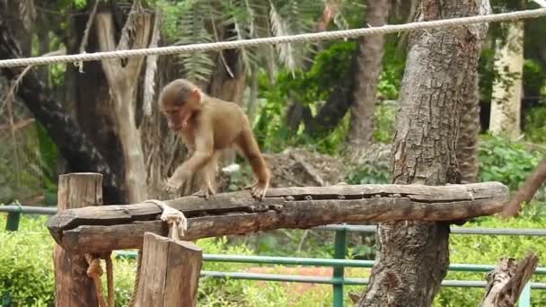 Baby Apen Zijn Nieuwsgierig Lopburi Een Vrouwelijke Barbaarse Makaak Magot — Stockvideo
