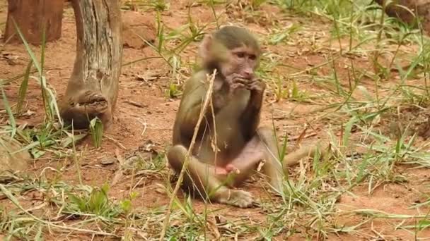Scimmie Sono Curiose Lopburi Macaco Barbaro Femminile Verme Che Tiene — Video Stock