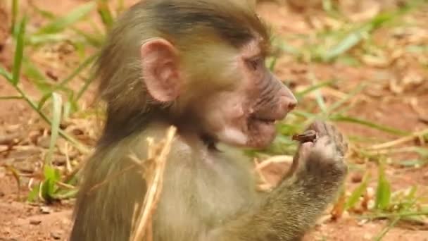 Bebek Maymunlar Meraklıdır Lopburi Dişi Barbar Bir Macaque Bebeğini Göğsüne — Stok video