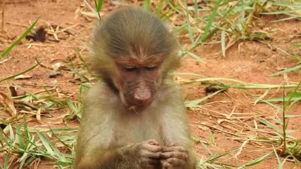Baby Monkeys Curious Lopburi Female Barbary Macaque Magot Holding Her — Stock Video