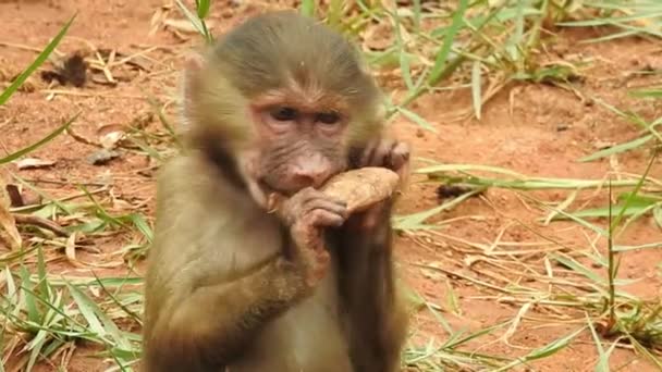 Malí Opičáci Jsou Zvědaví Lopburi Samice Barbarské Macaque Nebo Magot — Stock video