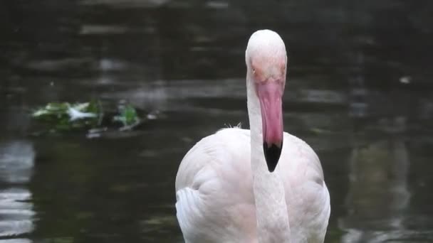 Flingos Cor Rosa Lago Bando Flamingos Cor Rosa Contra Pano — Vídeo de Stock