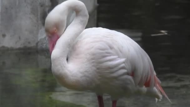Roze Flamingo Het Meer Een Kudde Roze Flamingo Tegen Achtergrond — Stockvideo