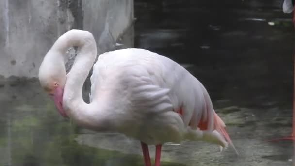 Pink Flamingos Lake Flock Pink Flamingos Backdrop Beautiful Landscape Wildlife — Stock Video
