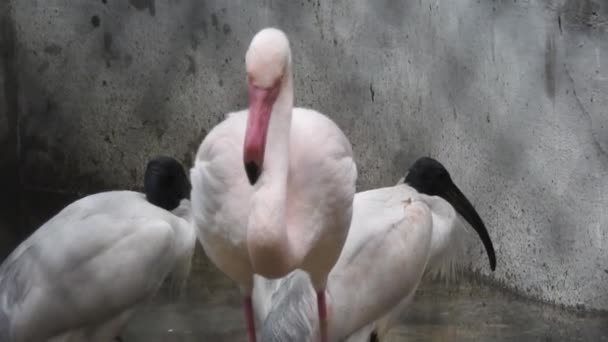 Roze Flamingo Het Meer Een Kudde Roze Flamingo Tegen Achtergrond — Stockvideo