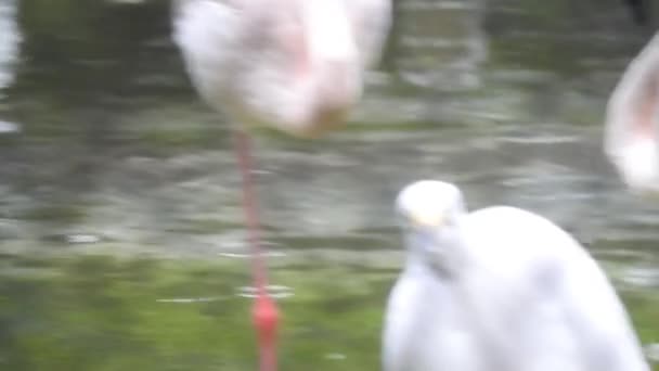 Flingos Cor Rosa Lago Bando Flamingos Cor Rosa Contra Pano — Vídeo de Stock