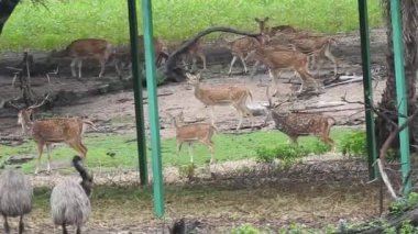 Ormanda Kırmızı Geyik Geyiği 'ni kapatın, karlı arazide büyük güzel boynuzları olan tek yetişkin asil geyik, yeşil çim tarlasında oturan Roe geyiği yakından bakın ve boynuzları büyük olan vahşi yumurta geyiğinin detaylı görüntüsü AKA batı boynuzları, Chevreuil geyiği