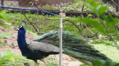 Mavi bir tavus kuşu kuyruğunu yeşil çimlerin üzerinde yelken açarken, yetişkin bir mavi tavus kuşunun başını yakından çekerken kuyruğu yavaşça geri çekildi. Tavus kuşu güzel tüylerini sallıyor ve yavaşça dönüyor, doğal kur yapma ritüeli, kuş tüyleri, tavus kuşu dansı