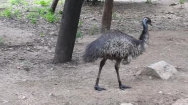 Büyük gözlü ve kırmızı gagalı ıssız bir devekuşu kafası. Güney Afrika 'da yarı çöl manzarasında devekuşu çiftliğindeki erkek ve dişi Afrika devekuşları. Devekuşu çiftliğinde Afrika devekuşları, Şımarık görünüşlü devekuşu erkek ve dişi devekuşları ormanda.