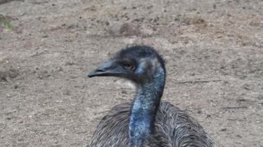 Büyük gözlü ve kırmızı gagalı ıssız bir devekuşu kafası. Güney Afrika 'da yarı çöl manzarasında devekuşu çiftliğindeki erkek ve dişi Afrika devekuşları. Devekuşu çiftliğinde Afrika devekuşları, Şımarık görünüşlü devekuşu erkek ve dişi devekuşları ormanda.