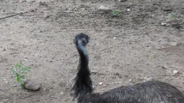 Büyük gözlü ve kırmızı gagalı ıssız bir devekuşu kafası. Güney Afrika 'da yarı çöl manzarasında devekuşu çiftliğindeki erkek ve dişi Afrika devekuşları. Devekuşu çiftliğinde Afrika devekuşları, Şımarık görünüşlü devekuşu erkek ve dişi devekuşları ormanda.