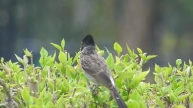 Swainson Şahini Utah 'ın vahşi doğasında yavaş çekimde gökyüzünde süzülerek uçuyor. Büyük benekli ağaçkakan / büyük benekli ağaçkakan (Dendrocopos major) erkek ağaç kütüğünde çekiç sallıyor. Erkek sinekkuşu pembe çiçeği ziyaret ediyor, Avrupa bülbülü ötüyor