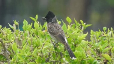 Swainson Şahini Utah 'ın vahşi doğasında yavaş çekimde gökyüzünde süzülerek uçuyor. Büyük benekli ağaçkakan / büyük benekli ağaçkakan (Dendrocopos major) erkek ağaç kütüğünde çekiç sallıyor. Erkek sinekkuşu pembe çiçeği ziyaret ediyor, Avrupa bülbülü ötüyor