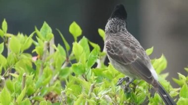 Swainson Şahini Utah 'ın vahşi doğasında yavaş çekimde gökyüzünde süzülerek uçuyor. Büyük benekli ağaçkakan / büyük benekli ağaçkakan (Dendrocopos major) erkek ağaç kütüğünde çekiç sallıyor. Erkek sinekkuşu pembe çiçeği ziyaret ediyor, Avrupa bülbülü ötüyor