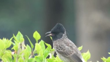 Swainson Şahini Utah 'ın vahşi doğasında yavaş çekimde gökyüzünde süzülerek uçuyor. Büyük benekli ağaçkakan / büyük benekli ağaçkakan (Dendrocopos major) erkek ağaç kütüğünde çekiç sallıyor. Erkek sinekkuşu pembe çiçeği ziyaret ediyor, Avrupa bülbülü ötüyor