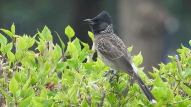 Swainson Şahini Utah 'ın vahşi doğasında yavaş çekimde gökyüzünde süzülerek uçuyor. Büyük benekli ağaçkakan / büyük benekli ağaçkakan (Dendrocopos major) erkek ağaç kütüğünde çekiç sallıyor. Erkek sinekkuşu pembe çiçeği ziyaret ediyor, Avrupa bülbülü ötüyor
