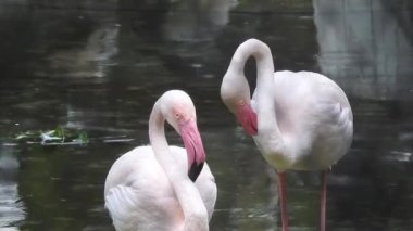 Gölde pembe flamingolar. Pembe flamingo sürüsü güzel bir manzaranın arka planına karşı. Vahşi yaşam video çekimi. Camargue 'deki kur sırasında pembe flamingolar Fransa' da gölde pembe flamingolar tuzlu suda büyük flamingolar