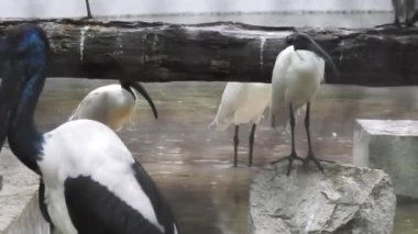 Yuvaya dallar getiren güzel beyaz leylek (Ciconia ciconia). Afrika 'dan gelen büyük göçmen kuş kışı Galiçya, Lugo' da geçirir. Renkli vahşi kuş arka planı. Leylek yuvası. Leylekler balık avlıyor, leylekler suda balık yakalıyor..