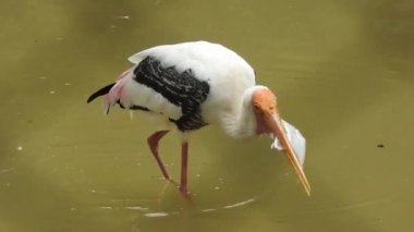 Yuvaya dallar getiren güzel beyaz leylek (Ciconia ciconia). Afrika 'dan gelen büyük göçmen kuş kışı Galiçya, Lugo' da geçirir. Renkli vahşi kuş arka planı. Leylek yuvası. Leylekler balık avlıyor, leylekler suda balık yakalıyor..