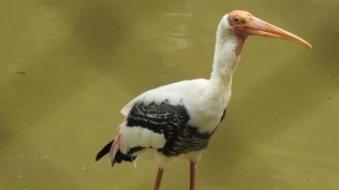 Yuvaya dallar getiren güzel beyaz leylek (Ciconia ciconia). Afrika 'dan gelen büyük göçmen kuş kışı Galiçya, Lugo' da geçirir. Renkli vahşi kuş arka planı. Leylek yuvası. Leylekler balık avlıyor, leylekler suda balık yakalıyor..