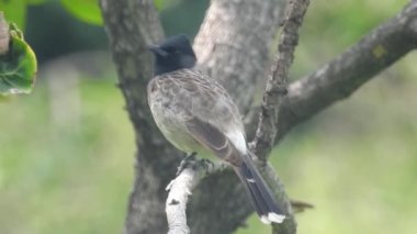 Bülbül ötüşü. Yaygın bülbül (