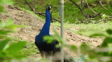 Gümüş göğüslü Broadbill, Tayland 'da hem yerel hem de uluslararası alanda ünlü bir kuştur; komik ve komik renkli bir kuş, ayrıca gagası o kadar geniştir ki, izlenmesi eğlenceli bir kuştur. Şarkı söyleyen bülbül kuşu. Sıradan bülbül mü yoksa sadece