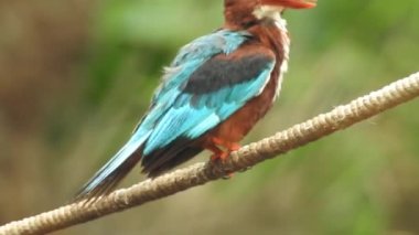 Bülbül ötüşü. Yaygın bülbül (