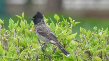Bülbül ötüşü. Yaygın bülbül (