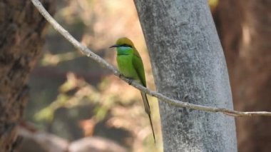 Gümüş göğüslü Broadbill, Tayland 'da hem yerel hem de uluslararası alanda ünlü bir kuştur; komik ve komik renkli bir kuş, ayrıca gagası o kadar geniştir ki, izlenmesi eğlenceli bir kuştur. Şarkı söyleyen bülbül kuşu. Sıradan bülbül mü yoksa sadece