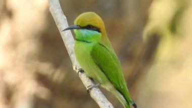 Gümüş göğüslü Broadbill, Tayland 'da hem yerel hem de uluslararası alanda ünlü bir kuştur; komik ve komik renkli bir kuş, ayrıca gagası o kadar geniştir ki, izlenmesi eğlenceli bir kuştur. Şarkı söyleyen bülbül kuşu. Sıradan bülbül mü yoksa sadece