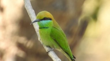 Gümüş göğüslü Broadbill, Tayland 'da hem yerel hem de uluslararası alanda ünlü bir kuştur; komik ve komik renkli bir kuş, ayrıca gagası o kadar geniştir ki, izlenmesi eğlenceli bir kuştur. Şarkı söyleyen bülbül kuşu. Sıradan bülbül mü yoksa sadece